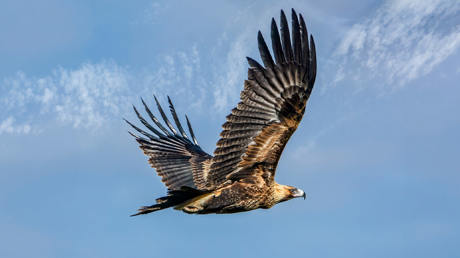 hawks-will-begin-to-circle.jpg